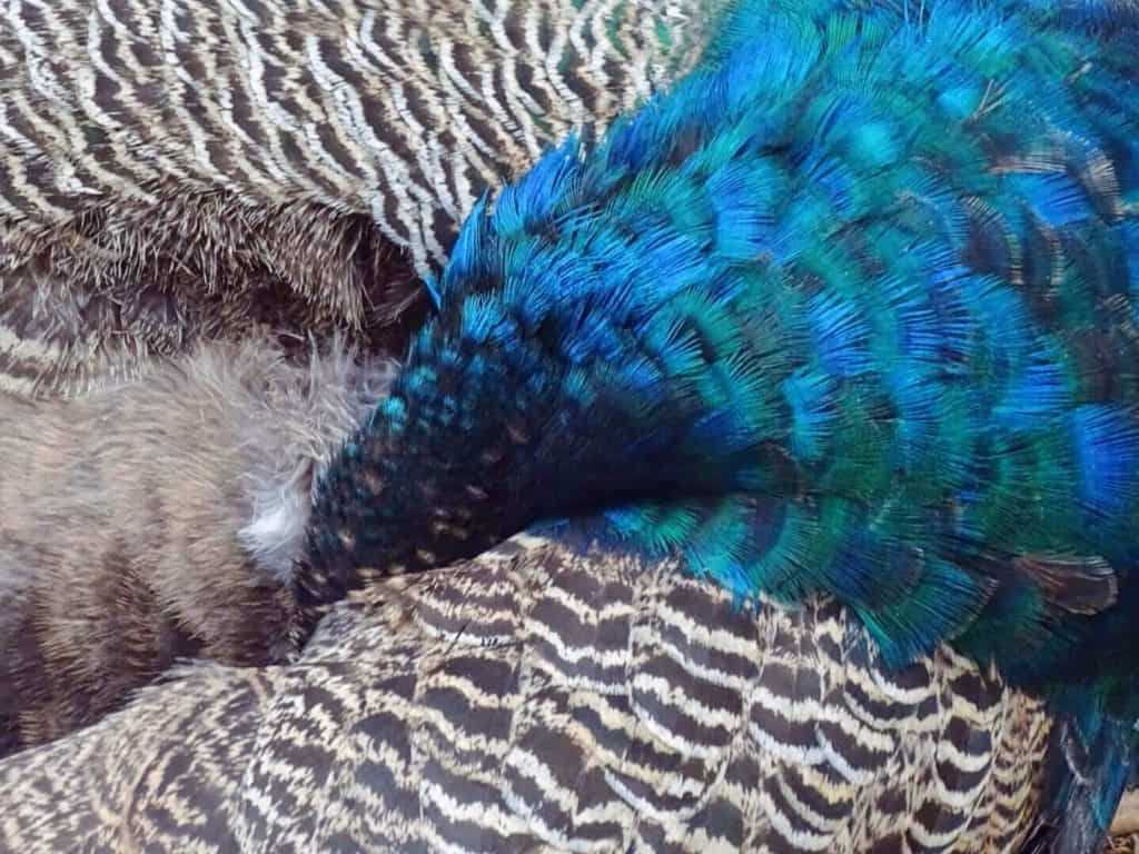 Close up of blue peacock feathers