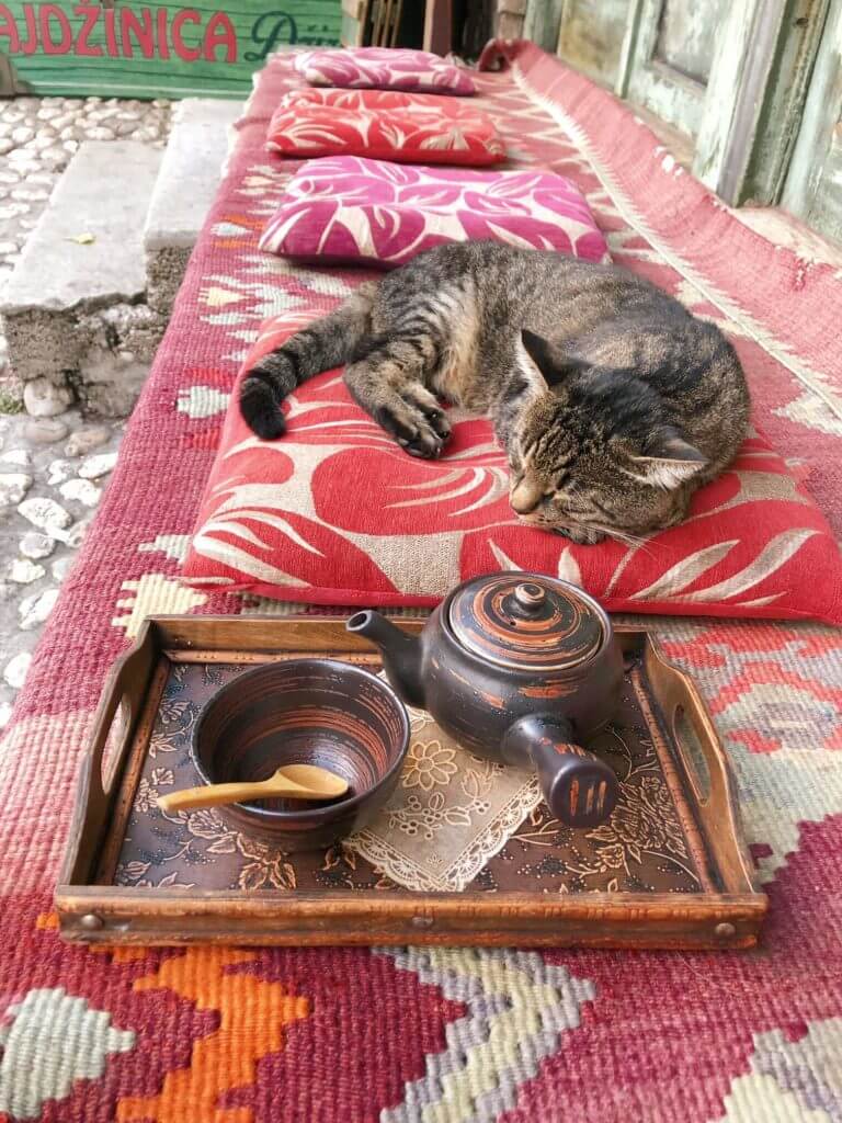 Cat in cafe sarajevo bosnia