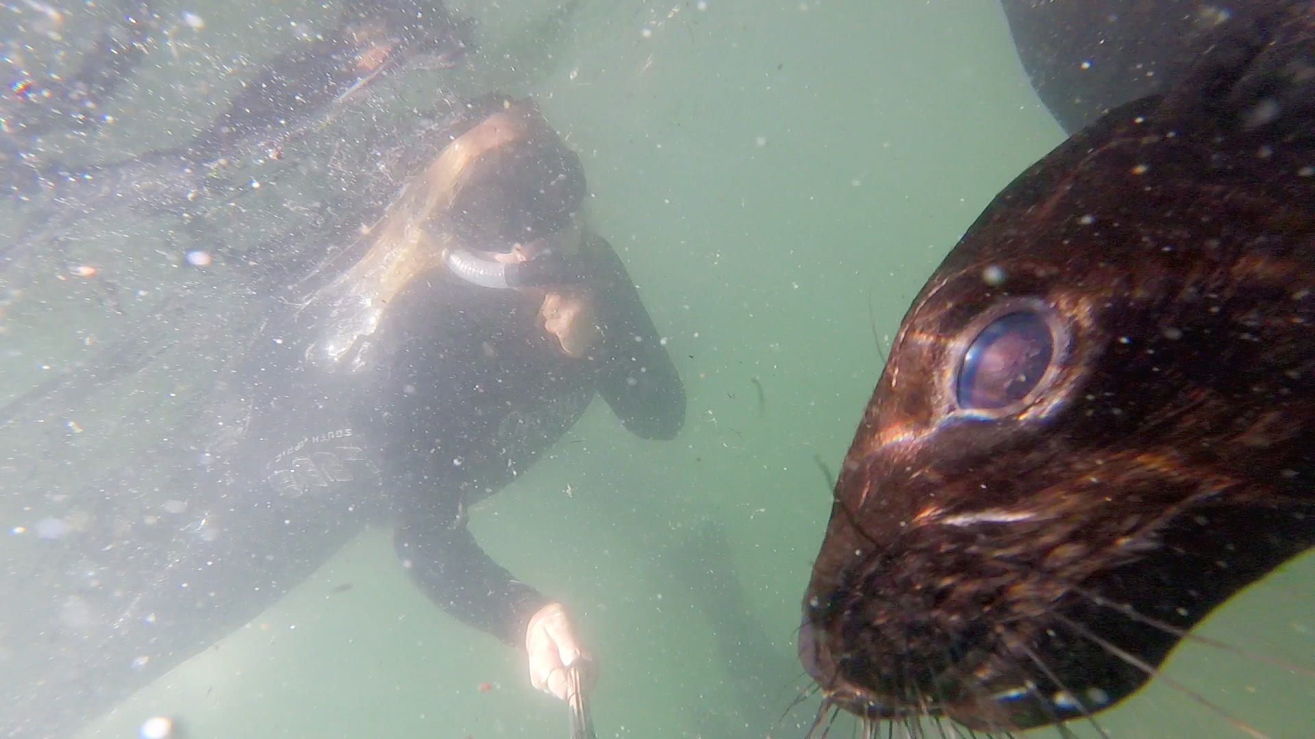 Snorkelling with seals Knysna Garden Route