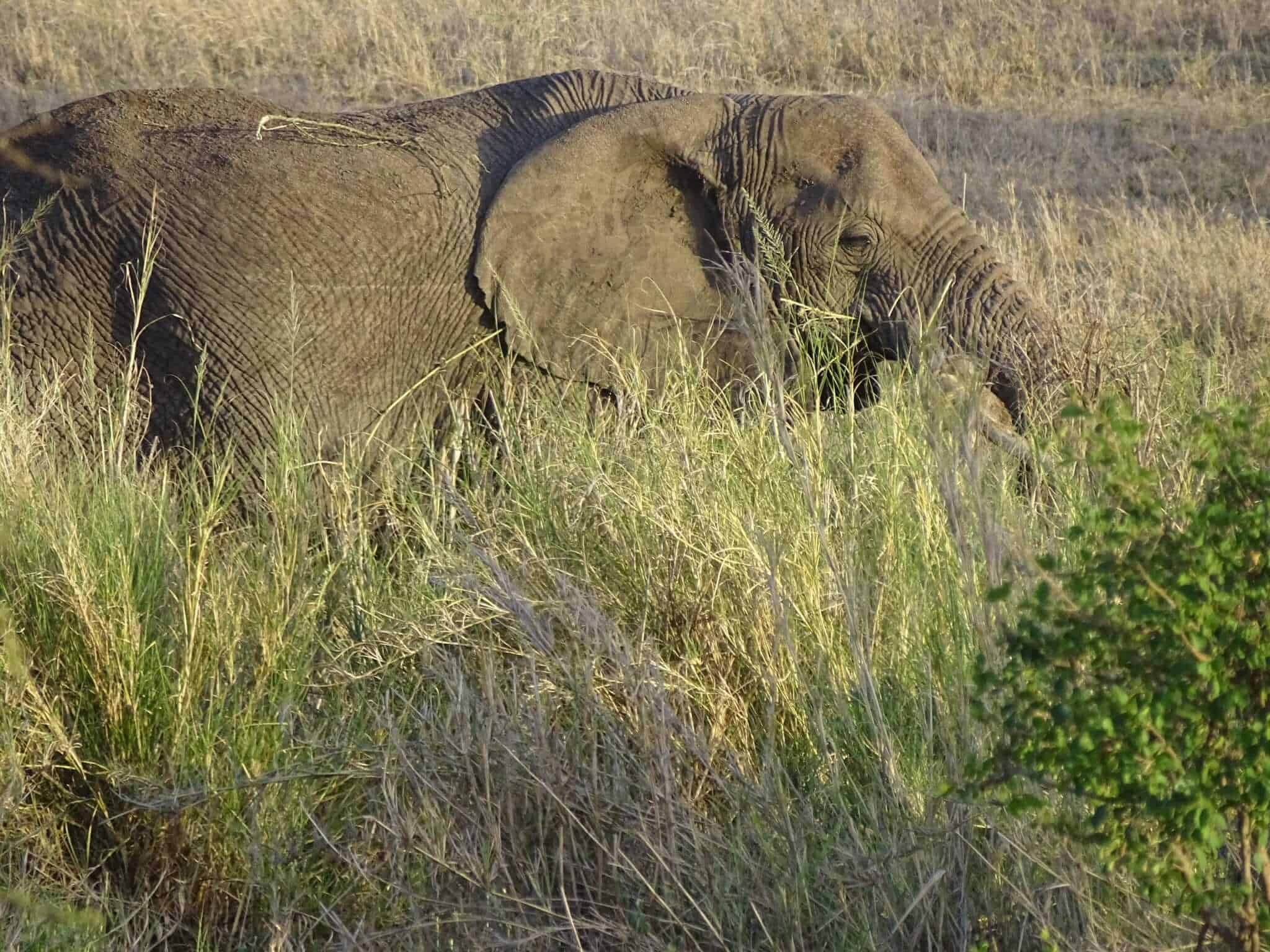 Why You Shouldn’t Ride Elephants Anywhere – Where Goes Rose?