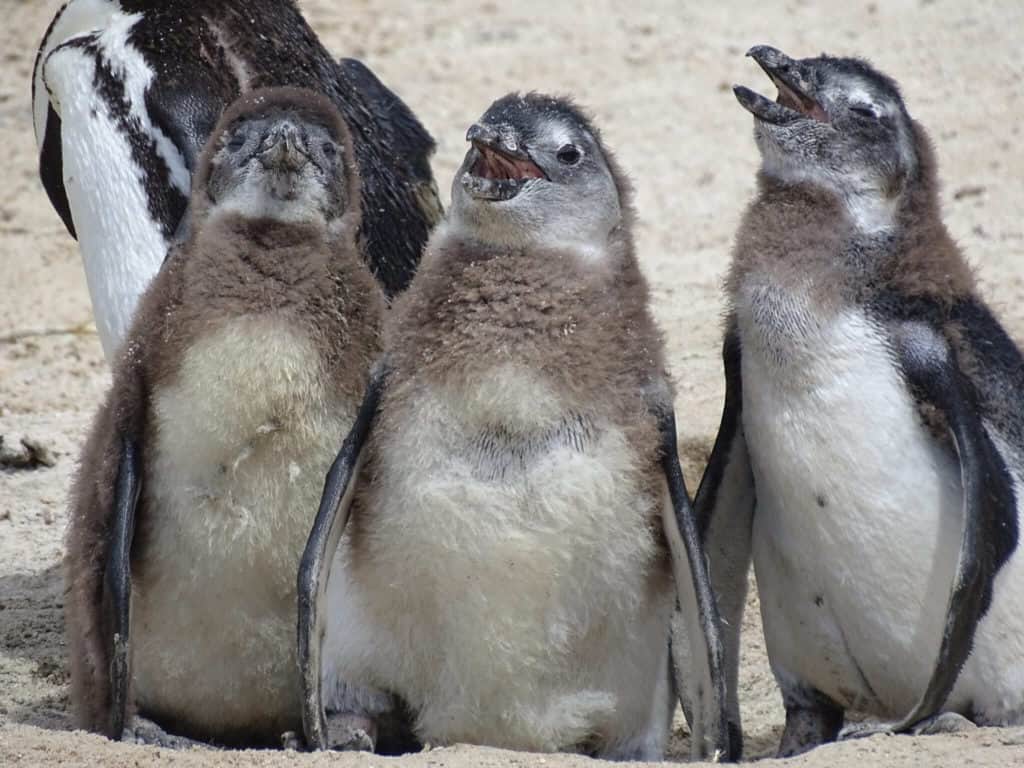 Penguins on Boulders Beach South Africa 