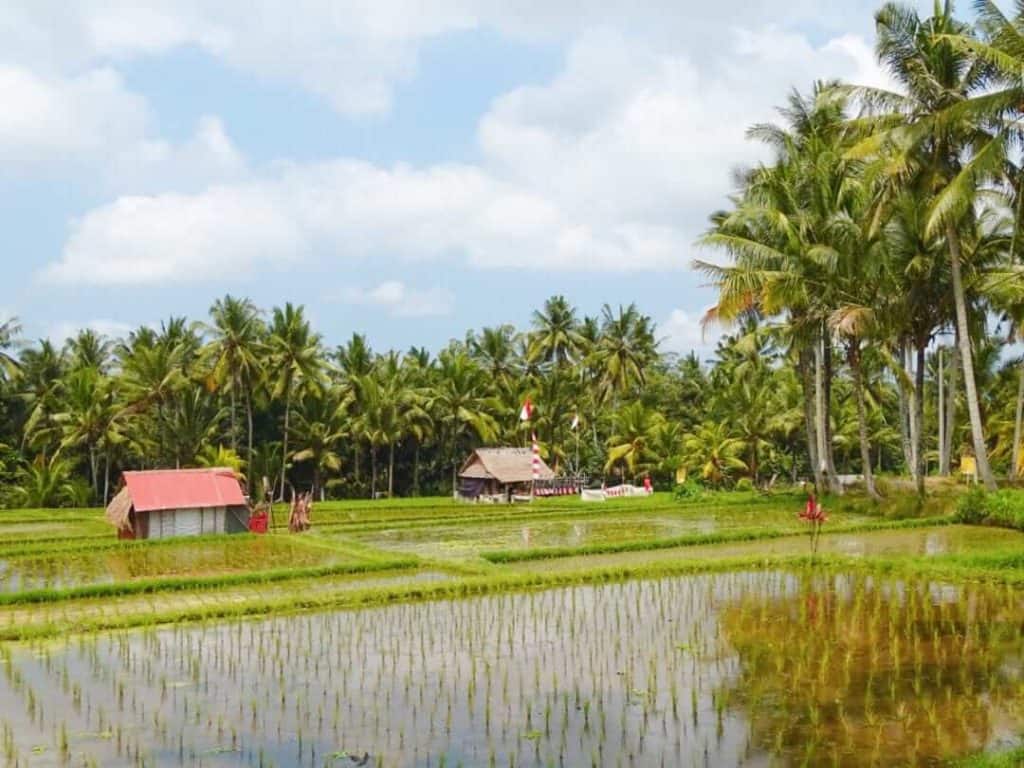 Cafes Ubud rice fields