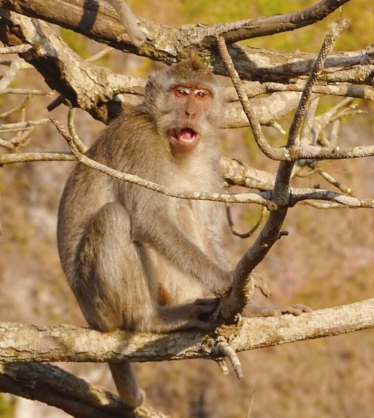 Monkey Forest bali