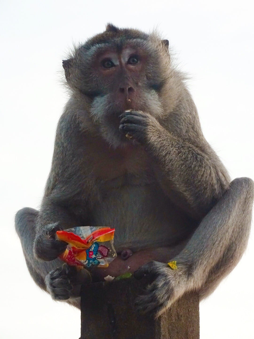 Cheeky monkey at Uluwatu Temple