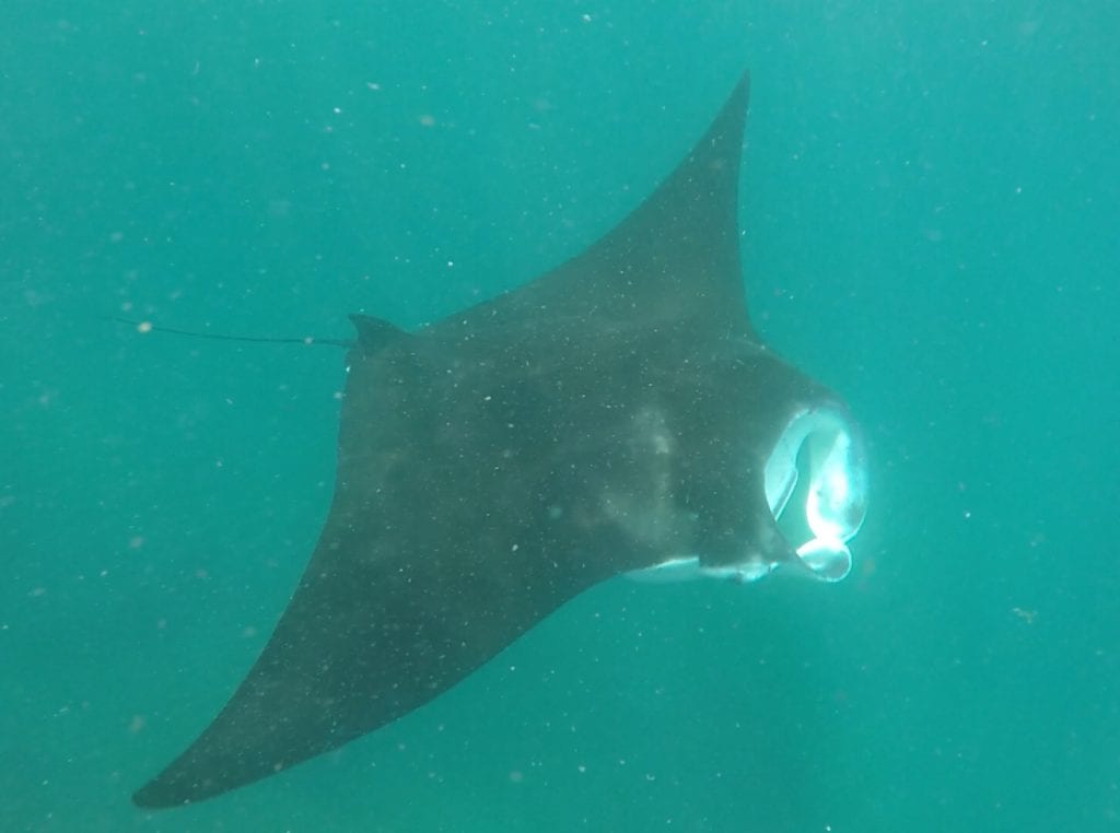 manta ray