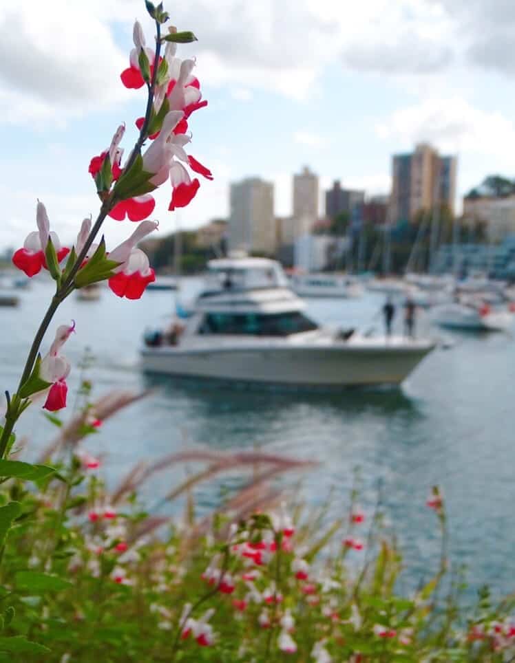 Lavender Bay free things to do Sydney 