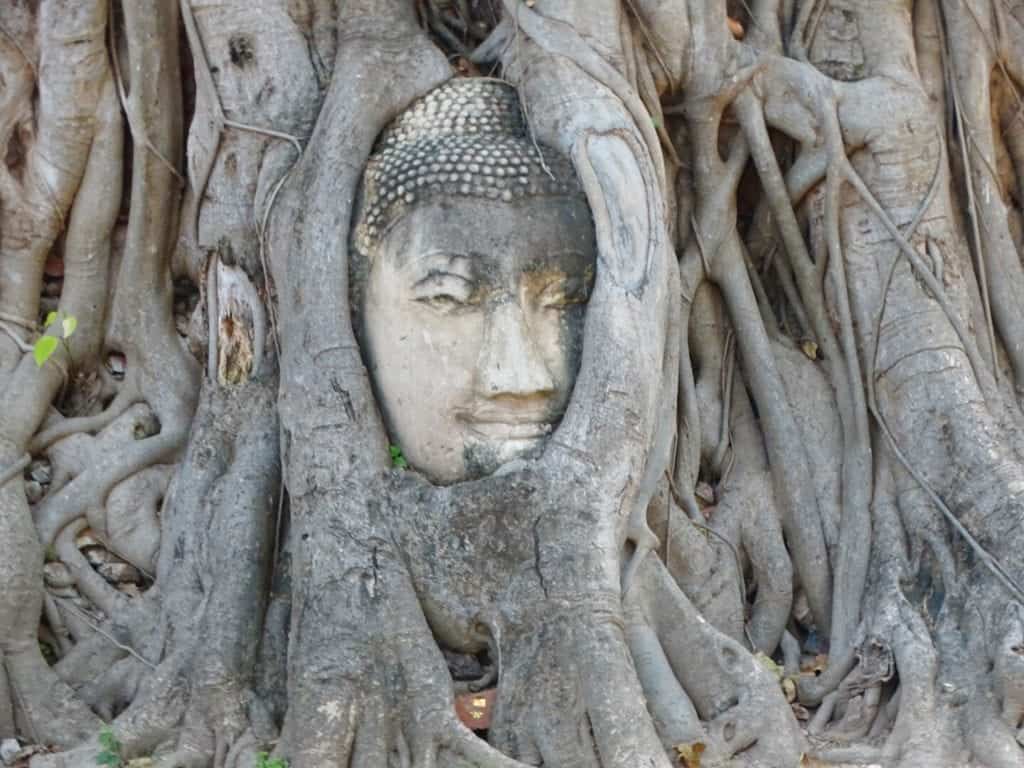 Head in the tree roots at Wat Mahathat 
