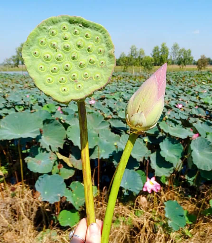 lotus leaf Farm near Ayutthaya