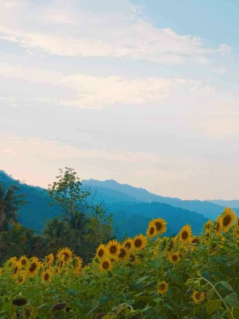 Sunflower fields Thai homestay