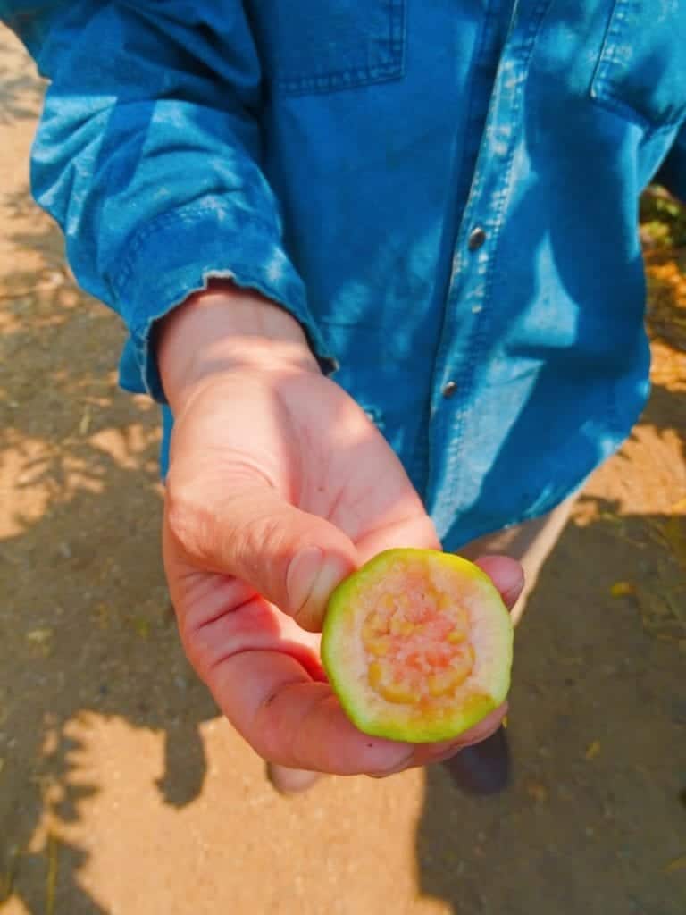 Fresh fruit in Tung Lakorn village