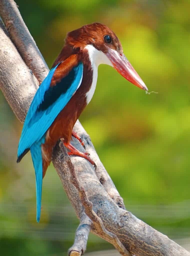 Blue kingfisher in Pondicherry