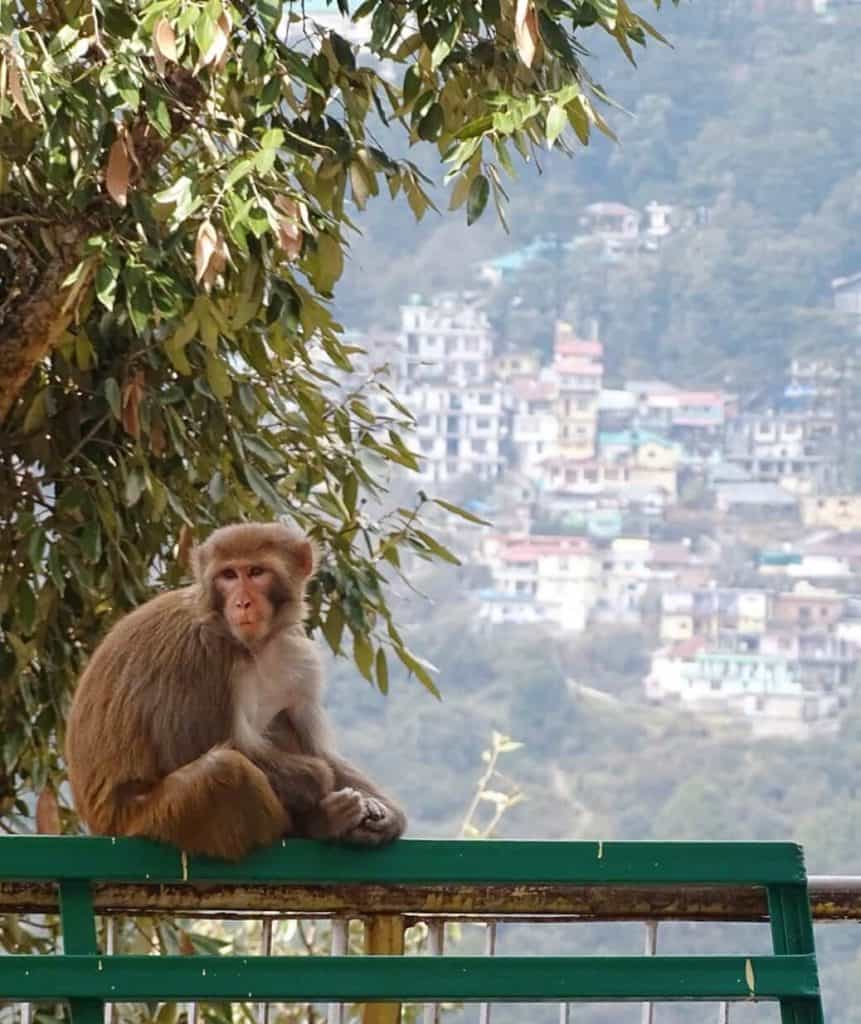 Dharamshala travel guide