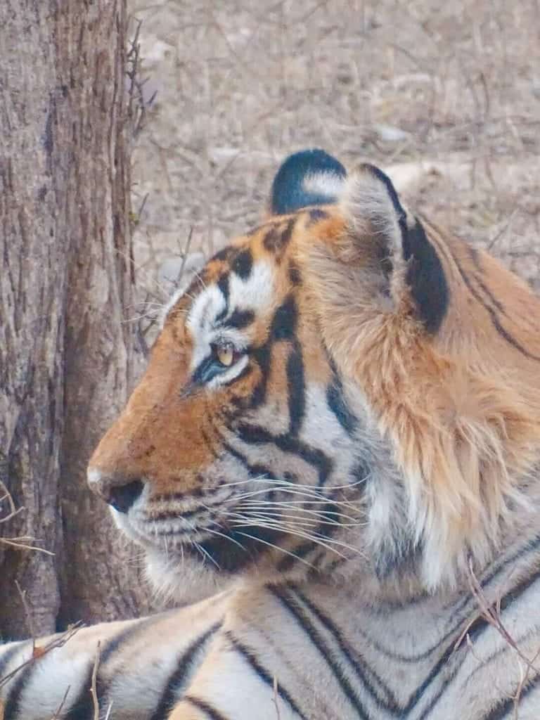 Tiger side profile Ranthambore National Park 