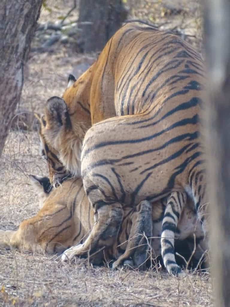 Tigers in Ranthambore National Park 