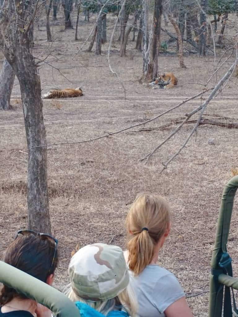 Safrai car in Ranthambore 