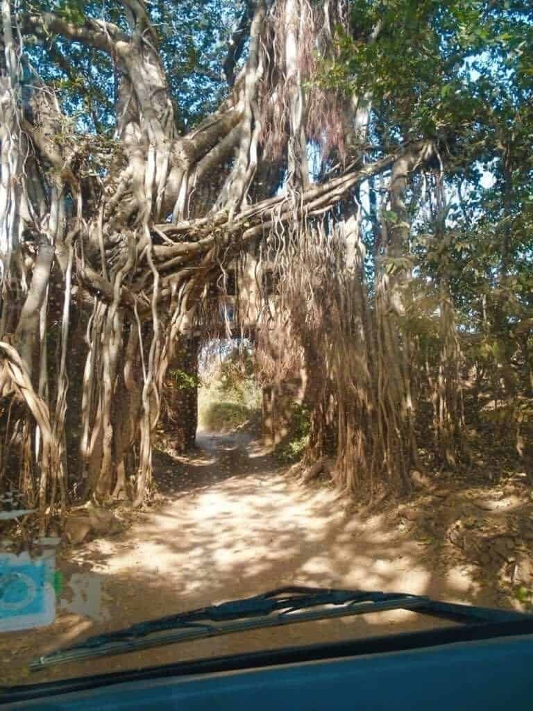 Talls trees in Ranthambore National Park