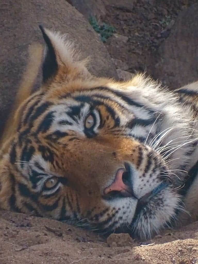 Close up of tiger in Ranthambore National Park