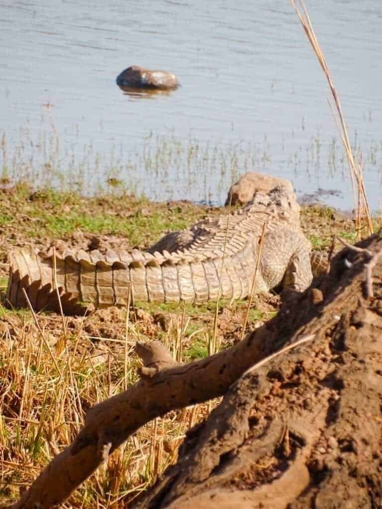 Crocodile lurking beside the water Ranthambore 