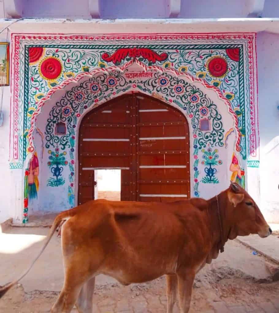 Cow in a colourful doorway Pushkar 