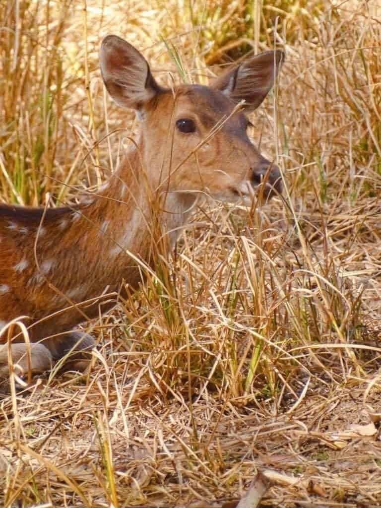 Deer in long grass Ranthambore National Park