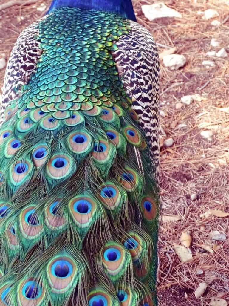 Peacock's tail feather