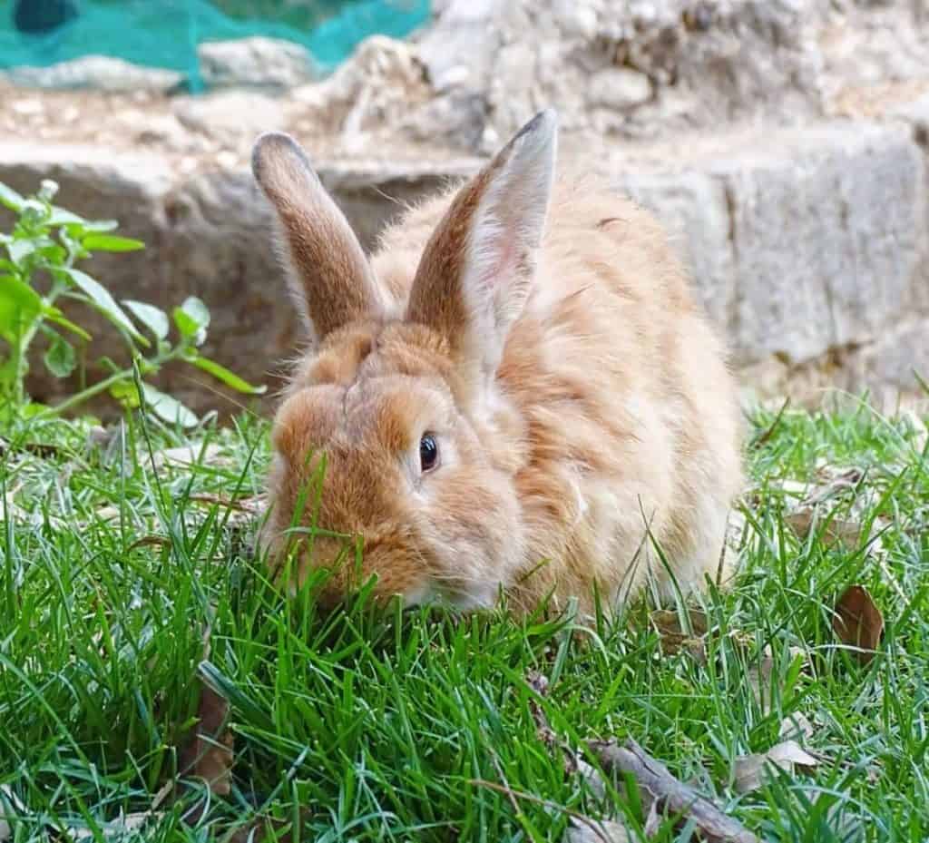 Brown rabbit on Lokrum island 