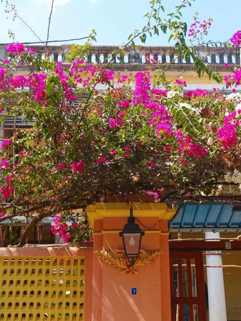 Pink flowers growing in Pondicherry 