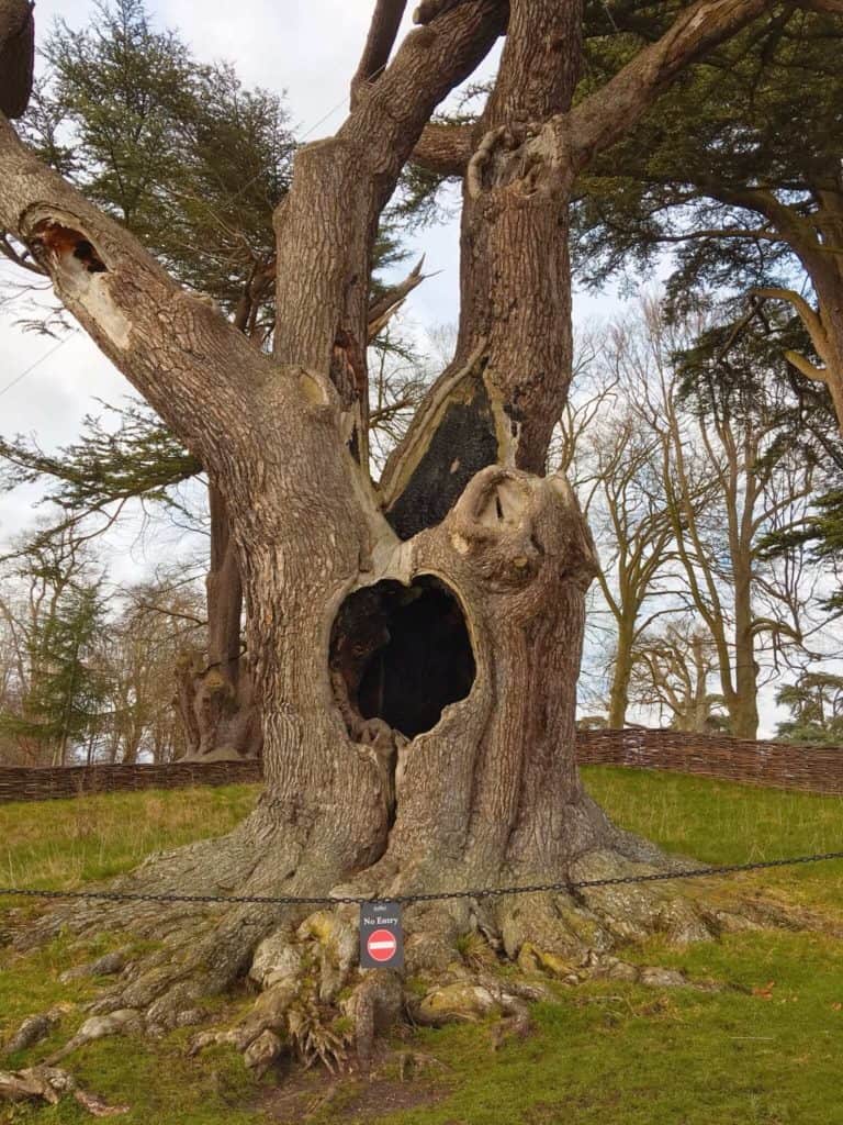 Ancient tree in Blenheim Palace grounds