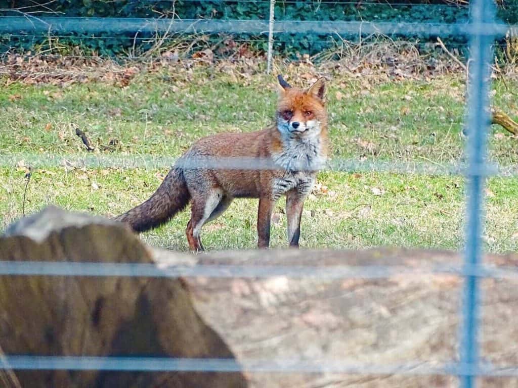 Solo fox in Greenwich Park 