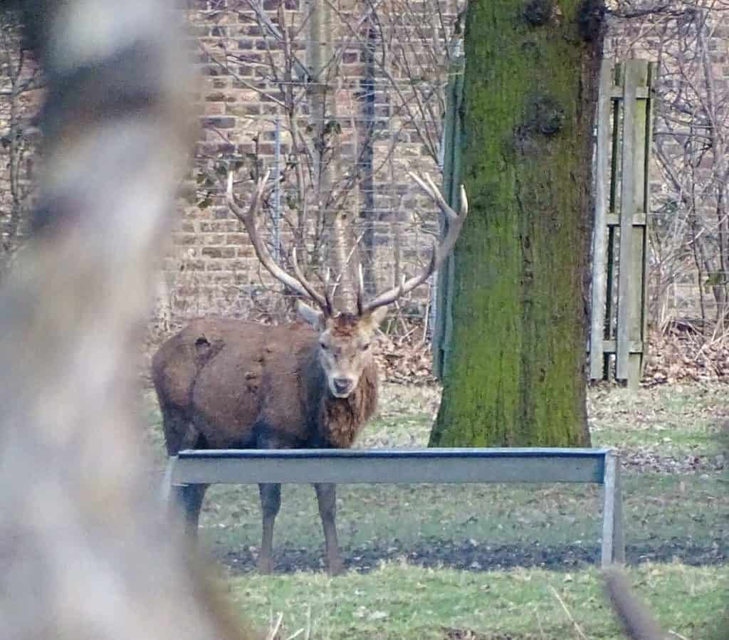 Stag drinking water in Greenwich Park