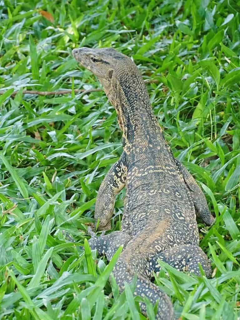 Monitor lizard Lumphini Park Bangkok 2 day itinerary