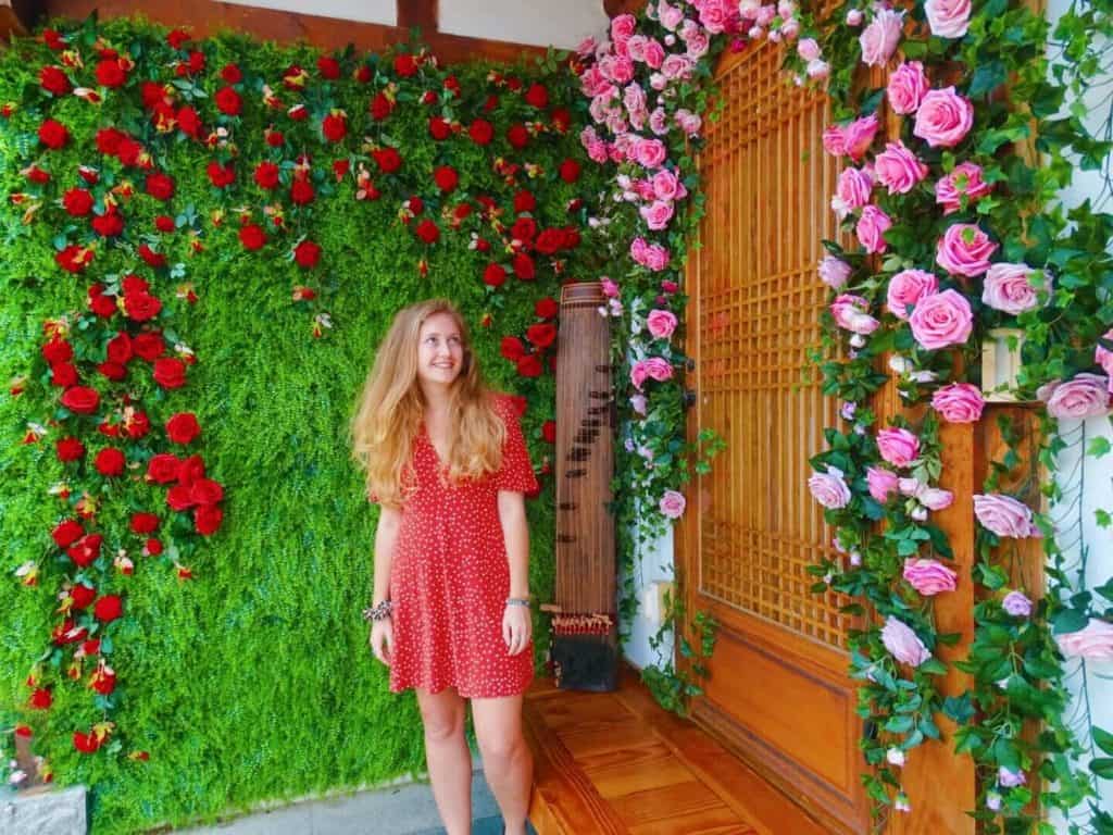 Roses growing on hanok