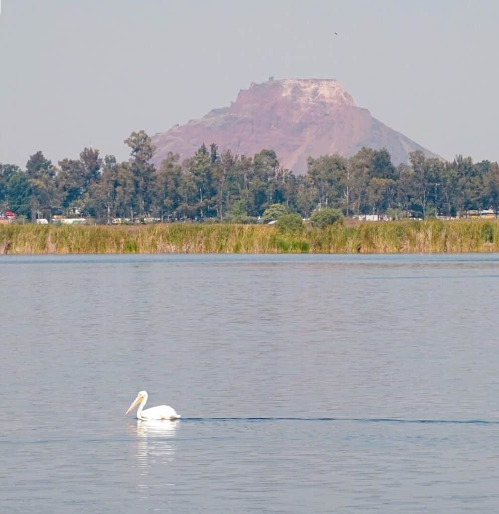 Bird on water Floating Gardens Xochimilco 