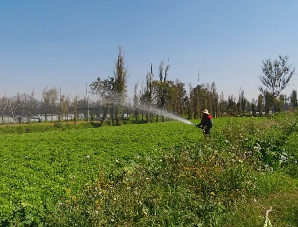 Man tending to gardens Xochimilco Mexico city 