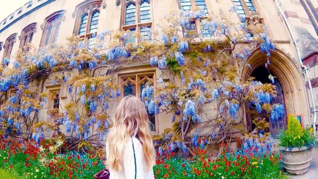 Purple wisteria growing on old buildings Balliol College Oxford
