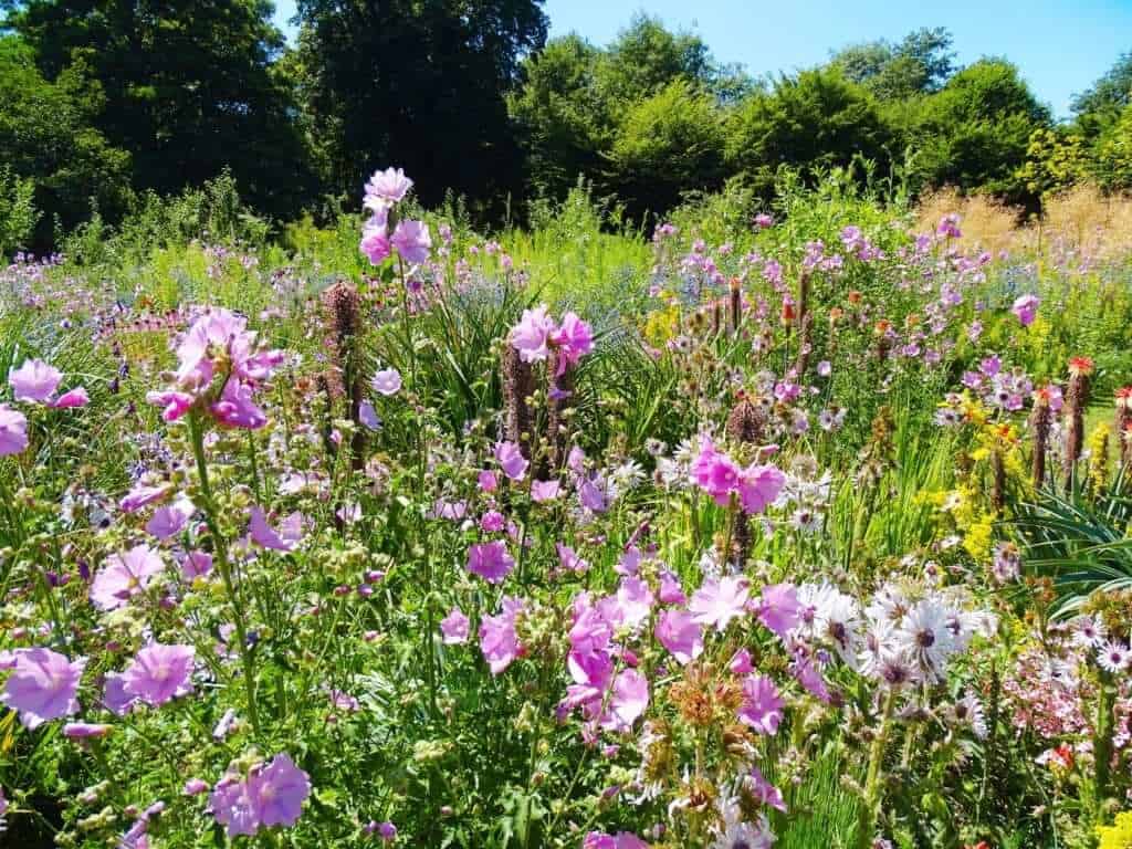Wildflower meadow Botanical Garden Oxford