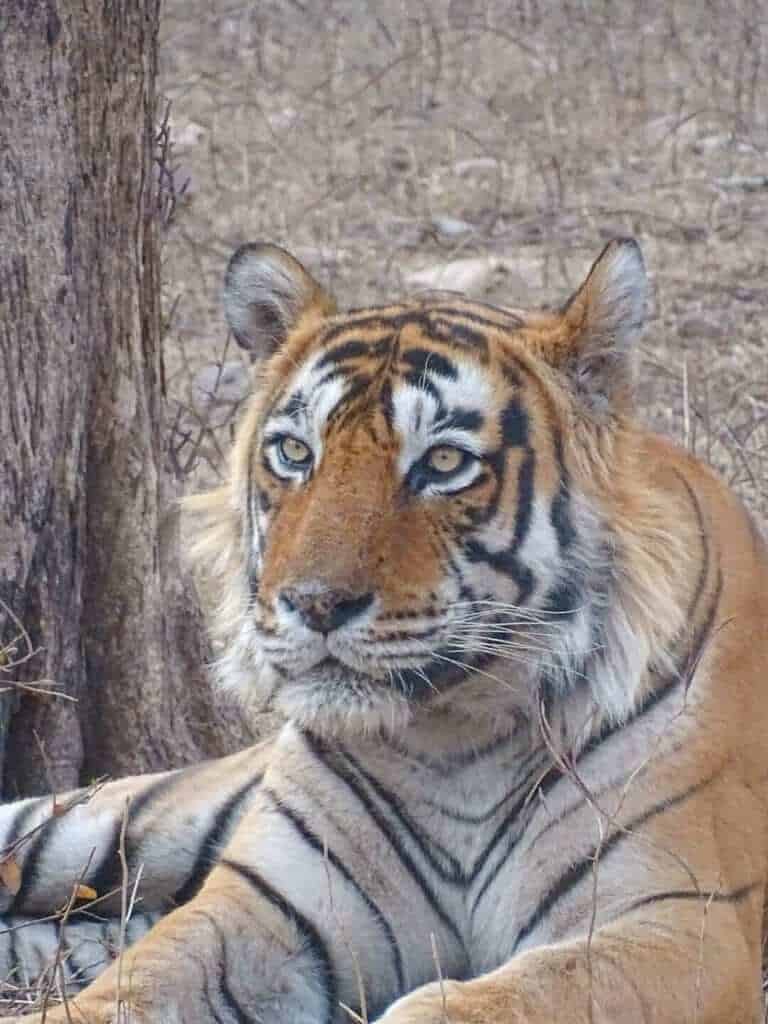 Close up tiger Ranthambore National Park 