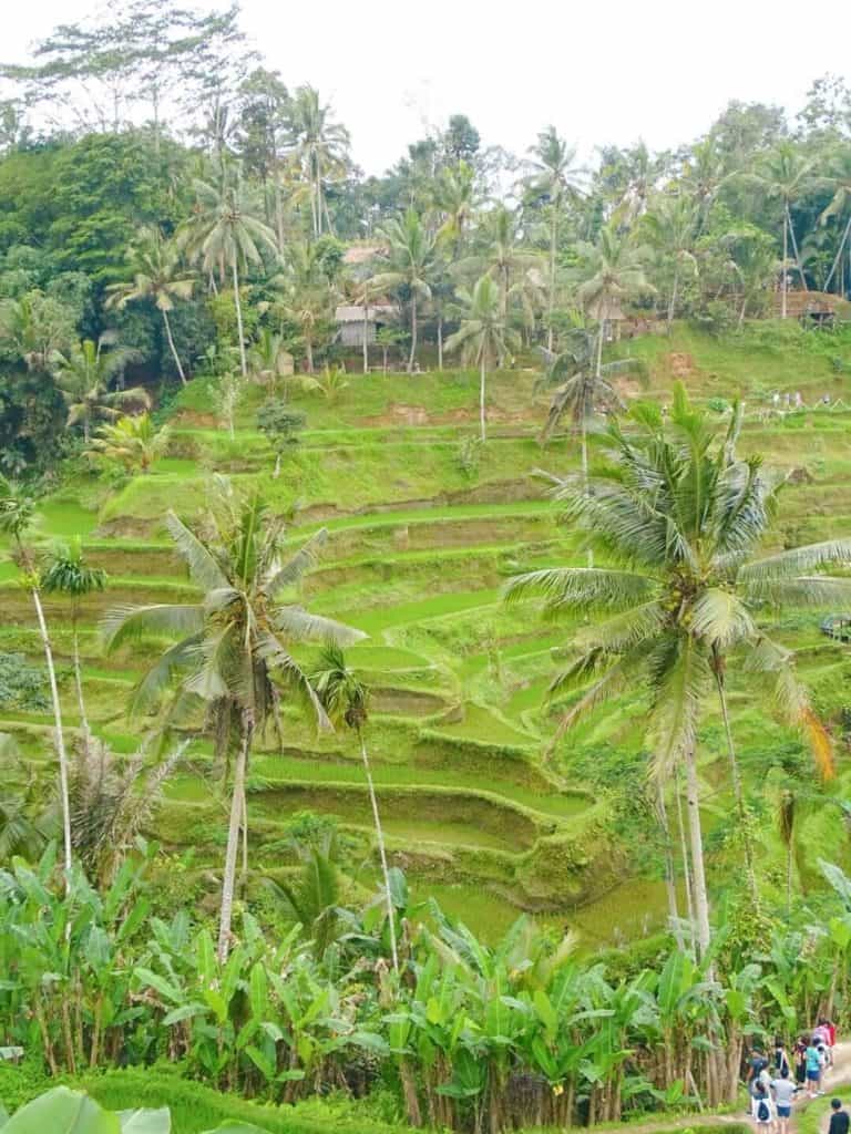 Tellagalang Rice Terraces 