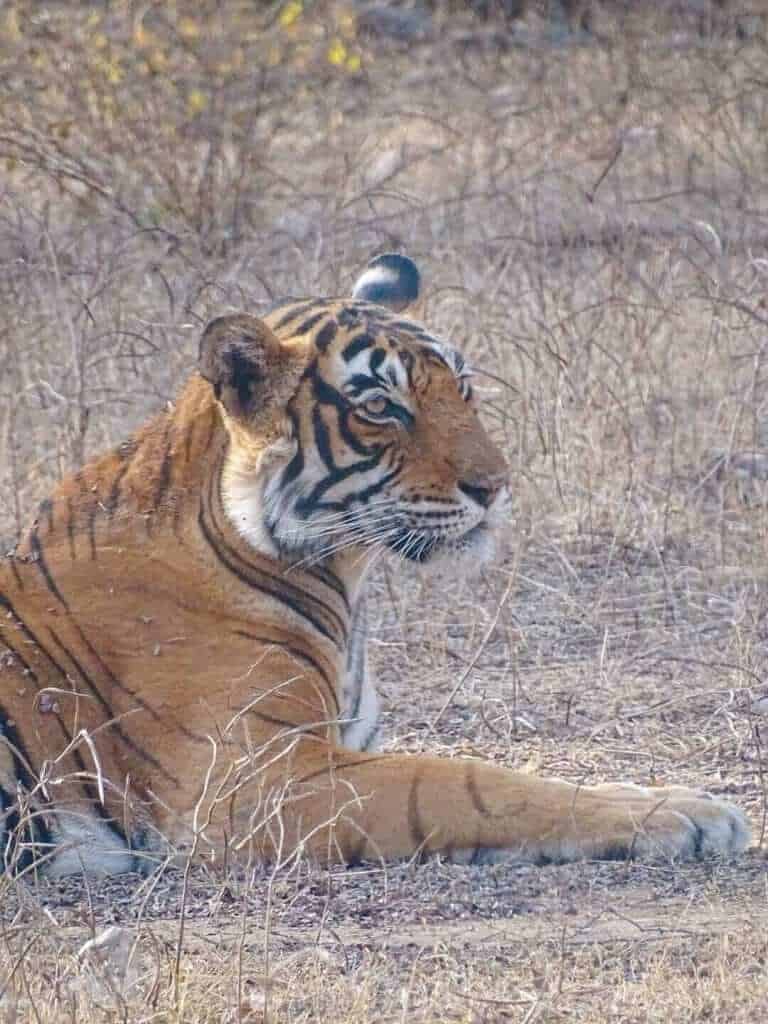 Tiger in Ranthambore National Park India 