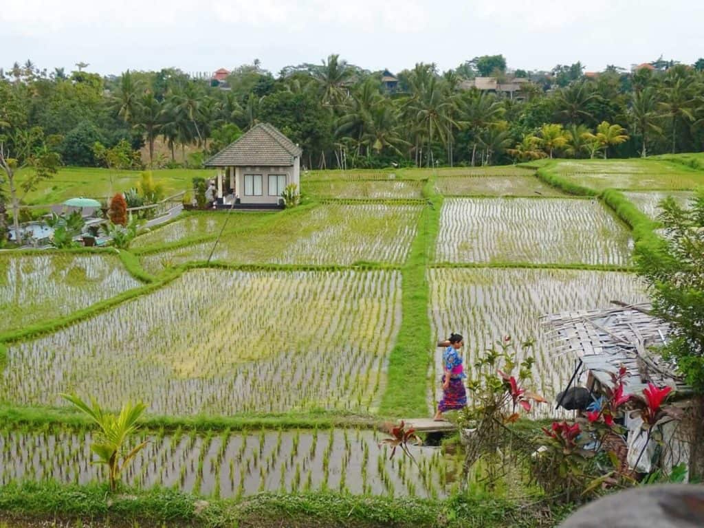 Views from Sari Organic cafe Ubud rice fields