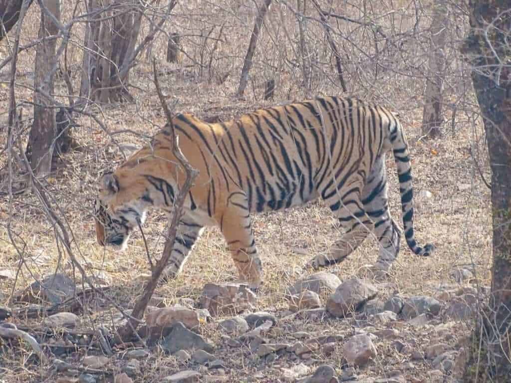 Male tiger walking Ranthambore National Park 