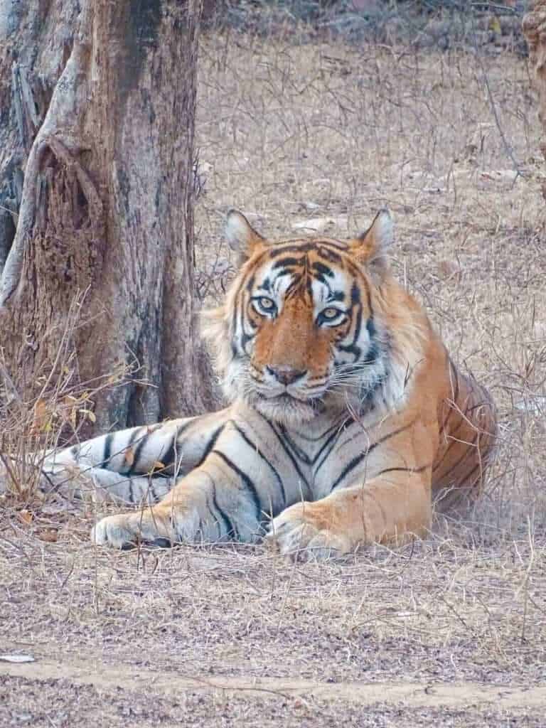 Tiger by tree Ranthambore National Park 