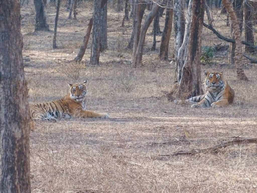 Two tigers in open clearing Ranthambore National Park 