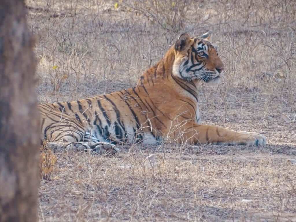 Side profile tiger Ranthambore National Park 