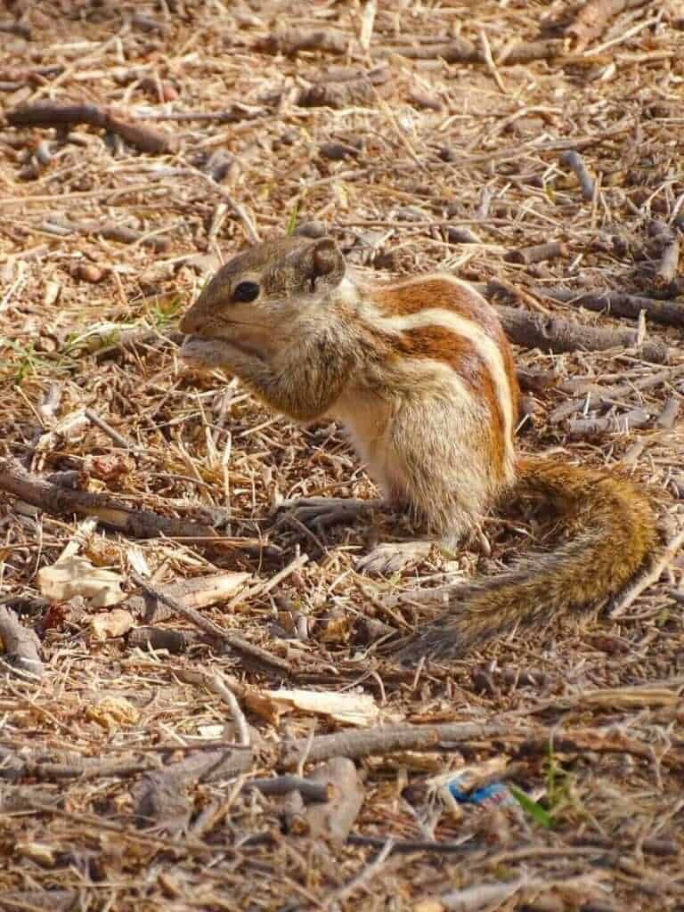 Chipmonk in Ranthambore National Park 