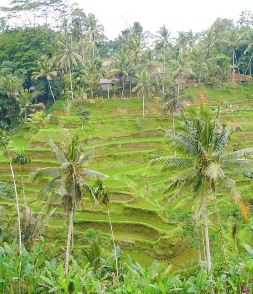 Tegallalang Rice Terraces 