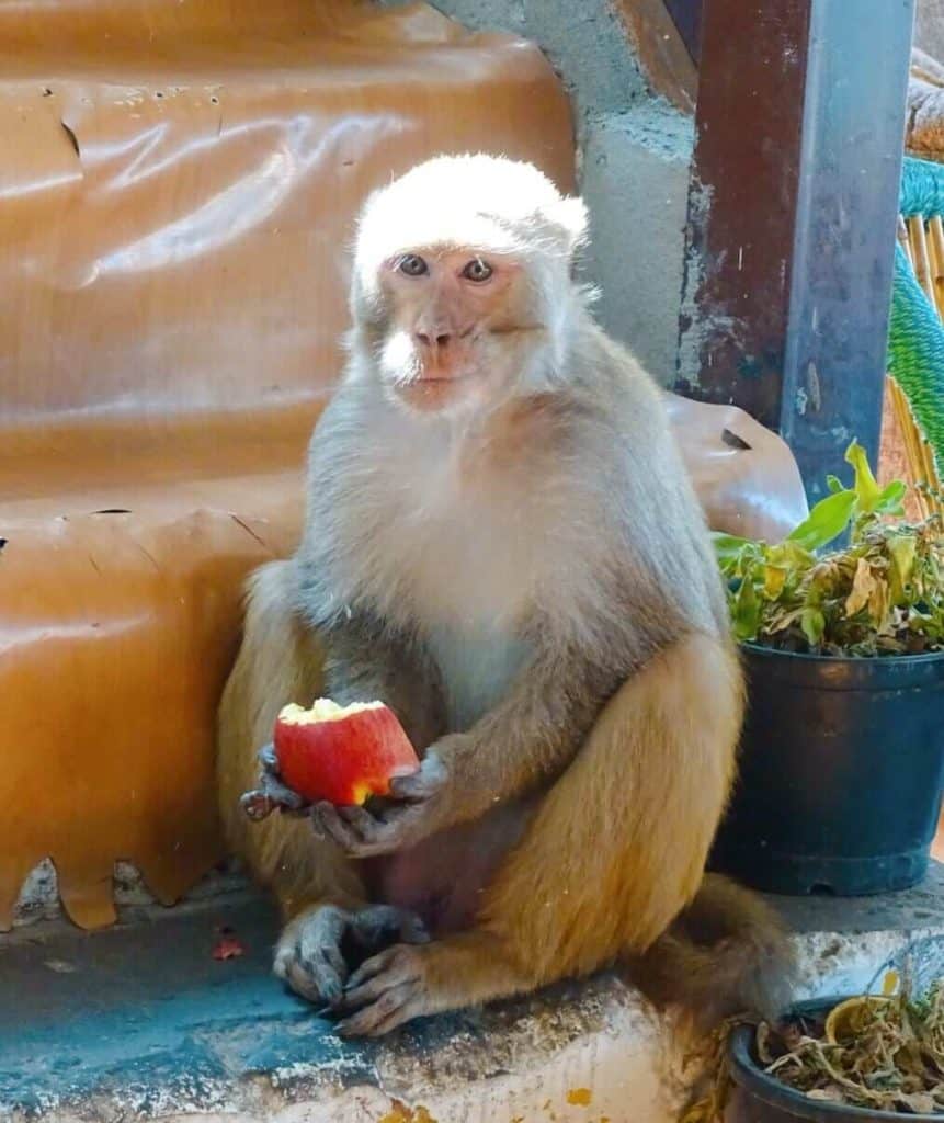 Monkey at Tat Cafe Rishikesh