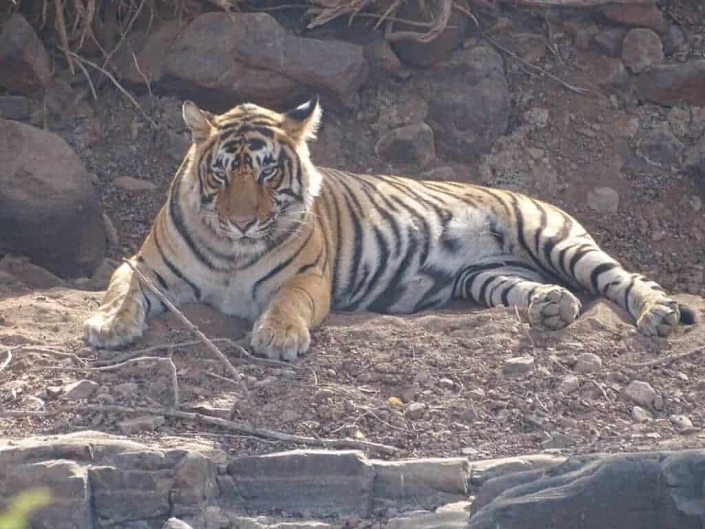 Male tiger Ranthambore National Park 