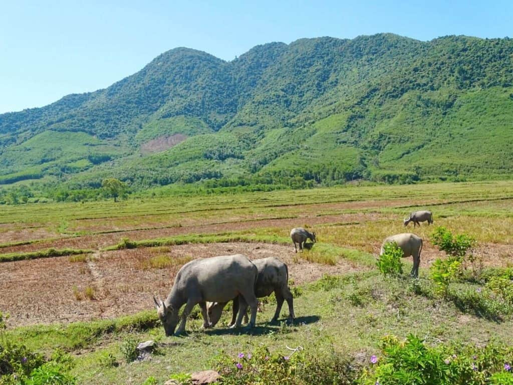 Buffalo Hai Van Pass