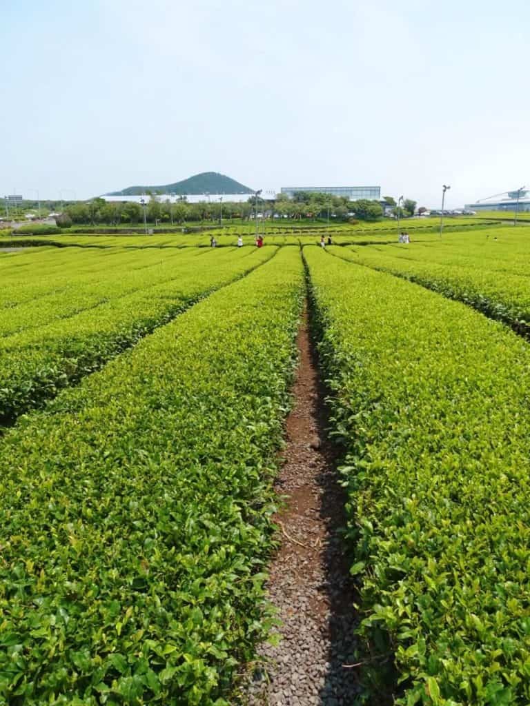 Osulloc Tea Jeju Island 